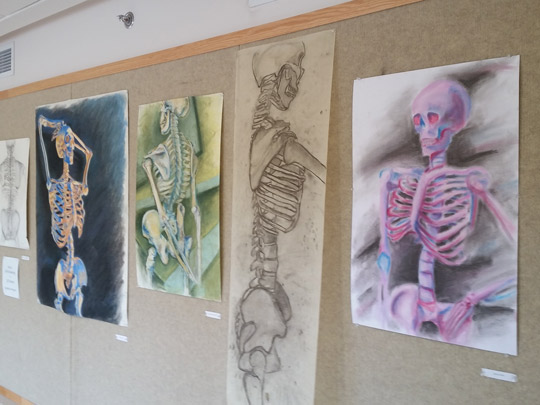 Student skeletal studies at Caz College Jephson campus