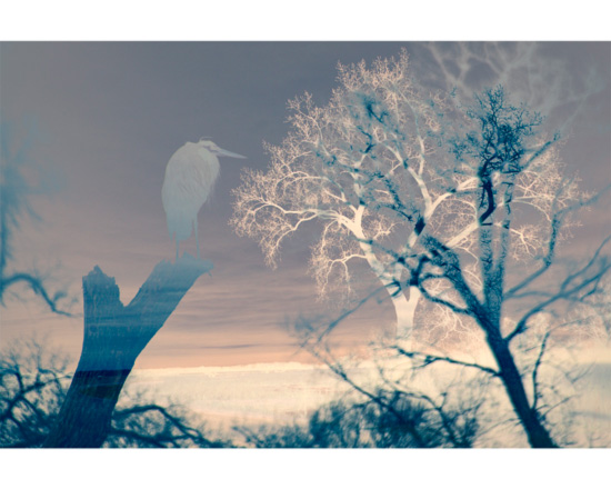 "Montezuma Heron" &nbsp; layered abstract digital photograph &nbsp; 14"x9.5" &nbsp; 2026