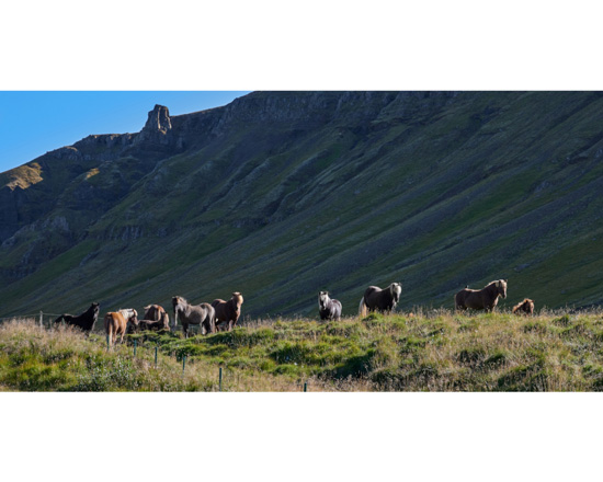 "Iceland - Icelandic Horses at Hvalfjordur"