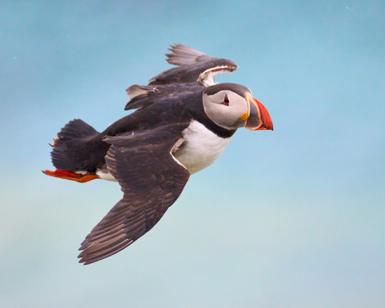 "Puffin"